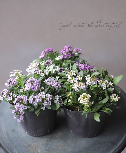 高澤さんちのアリッサム 『アリュールMIX』 | すべての商品 | | Junk