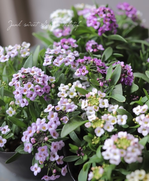 にゃーにゃ様◇ちょっと訳あり【ドライフラワー】アリッサム （ 812