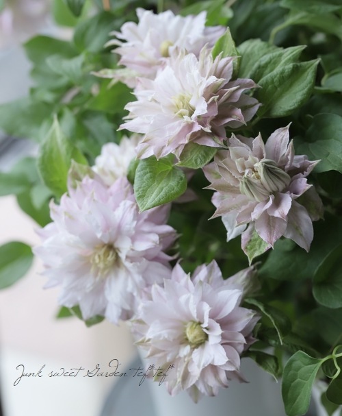 Ȭ�ź餭����ޥ��� �ؤϤ뤫���ߡ� �ؤϤ뤦���١ڲָ����20��off��