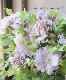 Ȭ�ź餭����ޥ��� �ؤϤ뤫���ߡ� �ؤϤ뤦���١ڲָ����20��off��