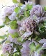 Ȭ�ź餭����ޥ��� �ؤϤ뤫���ߡ� �ؤϤ뤦���١ڲָ����20��off��