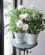 Ȭ�ź餭����ޥ��� �ؤϤ뤫���ߡ� �ؤϤ뤦���١ڲָ����20��off��