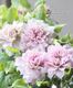 Ȭ�ź餭����ޥ��� �ؤϤ뤫���ߡ� �ؤϤ뤦���١ڲָ����20��off��