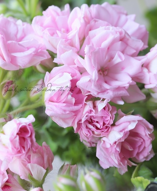 バラ咲きゼラニウム 『ミルフィーユ・ローズ』 | すべての商品