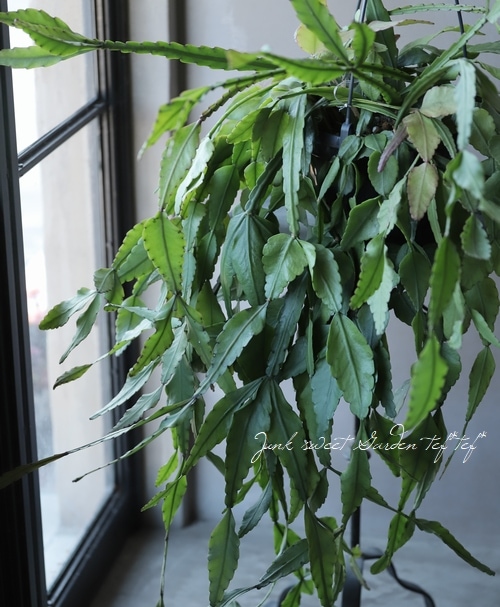 観葉植物】リプサリス 『エリプティカ』 | すべての商品 | | Junk 