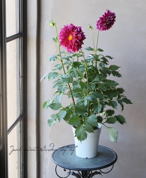 大輪ダリア 『誘惑』 開花前株 | すべての商品 | | Junk sweet Garden