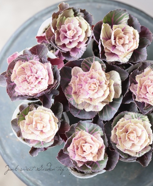 �����֥餵�󥪥ꥸ�ʥ��ղ�ð����ɴ�á١�