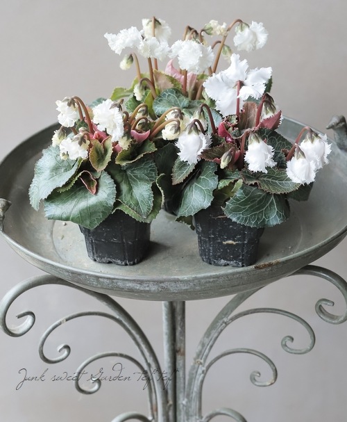 ミニシクラメン 『スワン』 | すべての商品 | | Junk sweet Garden tef