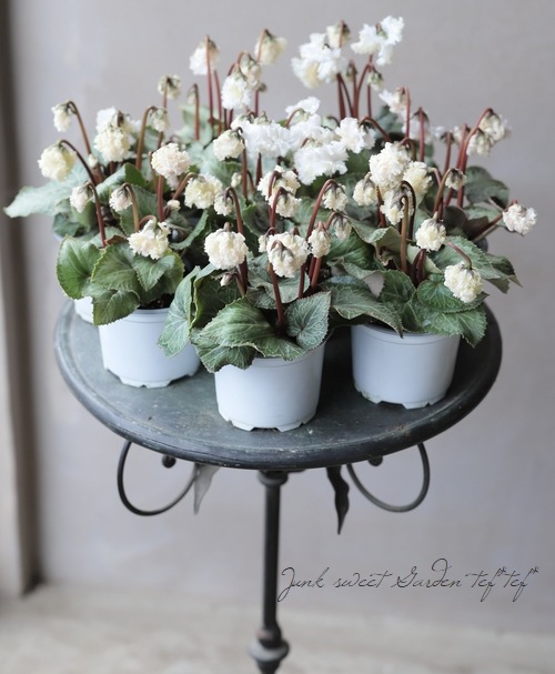 ミニシクラメン 『スワン』 | すべての商品 | | Junk sweet Garden tef