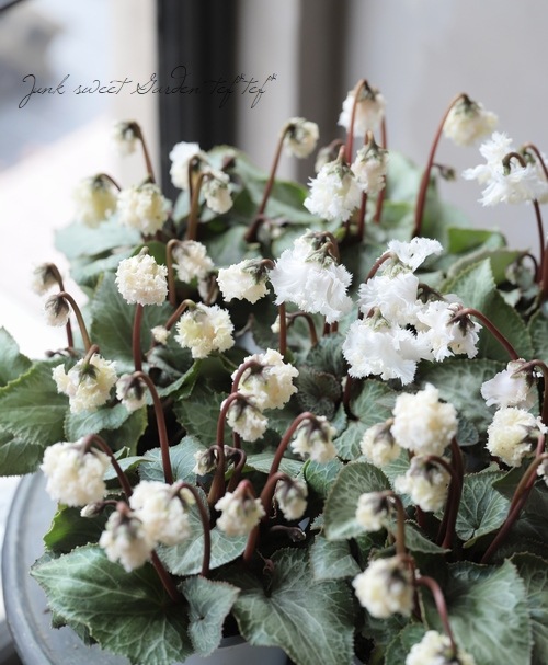 ミニシクラメン 『スワン』 | すべての商品 | | Junk sweet Garden tef