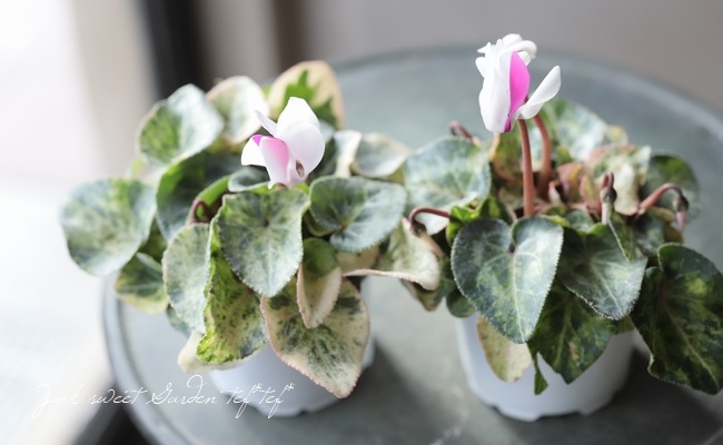 斑入りミニシクラメン カメレオンビューティー 白ピンクmix すべての商品 Junk Sweet Garden Tef Tef