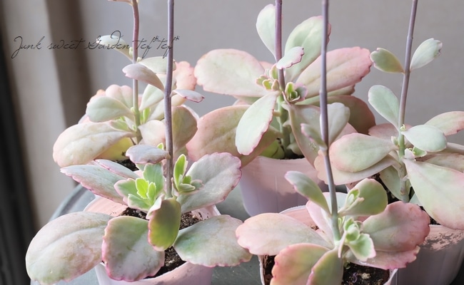 カランコエ リンリン 胡蝶の舞 ほんのり斑入り すべての商品 Junk Sweet Garden Tef Tef