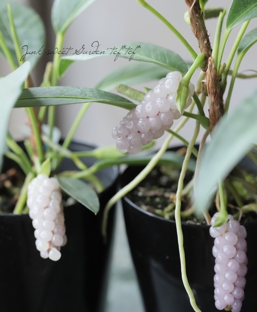 観葉植物】 アンスリウム 『スカンデンス』 | すべての商品 | | Junk