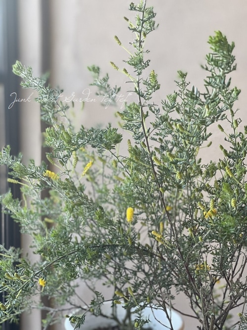 �����������ɥ���ǥ� �ߥ⥶ �إ�˥��� ��˾�Υ���ѥ����ʼ