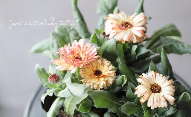 カレンデュラ ブロンズビューティ すべての商品 Junk Sweet Garden Tef Tef