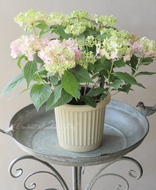 山紫陽花 『別紙てまり』 ピンク【秋色の状態】 | すべての商品