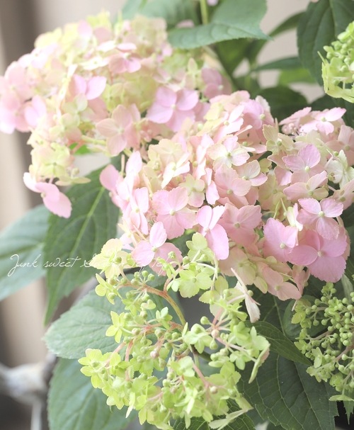 山紫陽花 『別紙てまり』 ピンク【秋色の状態】 | すべての商品