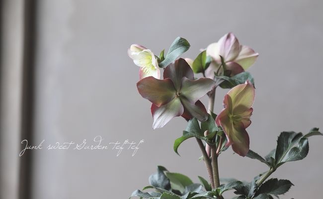 クリスマスローズ Ice N'roses 氷の薔薇 『ローズ』 | すべての商品
