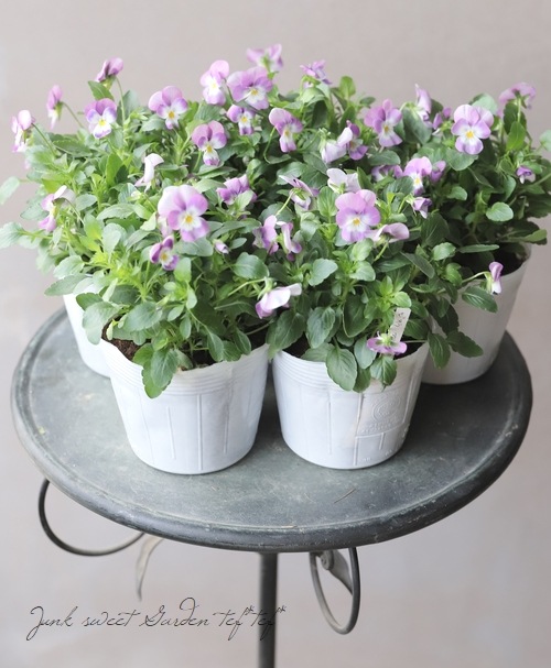 ビオラ・フローラルパワー 『ラベンダーピンク』 | すべての商品