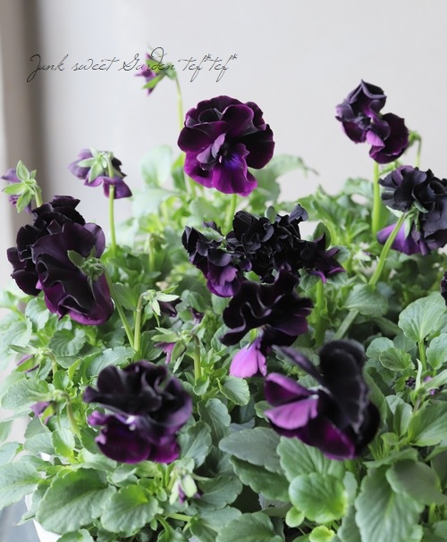 八重咲きパンジー・プリンセスベリー 『ブラック』 | すべての商品