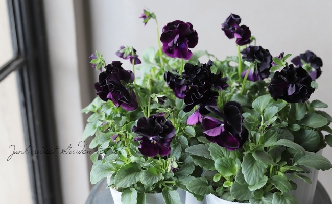 八重咲きパンジー・プリンセスベリー 『ブラック』 | すべての商品