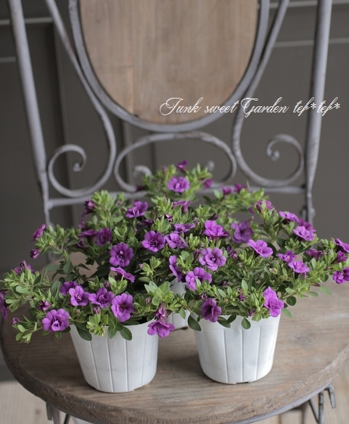 カリブラコア・ティエルノ 『ダブル・パープル』 | すべての商品