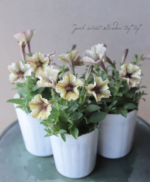 ペチュニア・妖精のチュチュ 『グリーンストライプ』 松原園芸さん