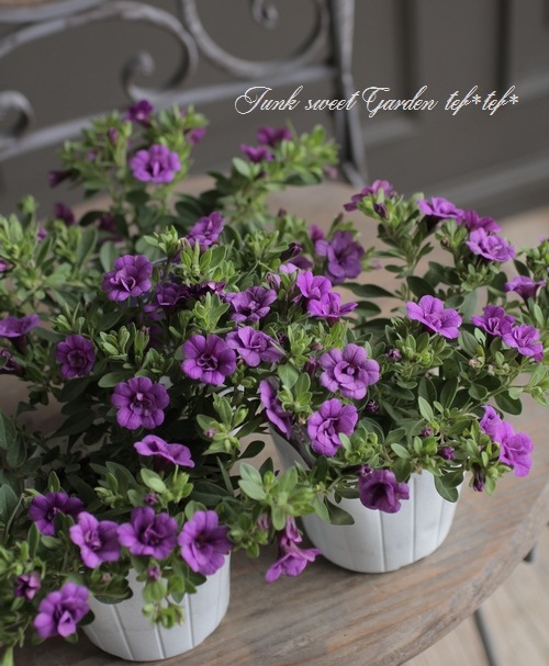 カリブラコア・ティエルノ 『ダブル・パープル』 | すべての商品