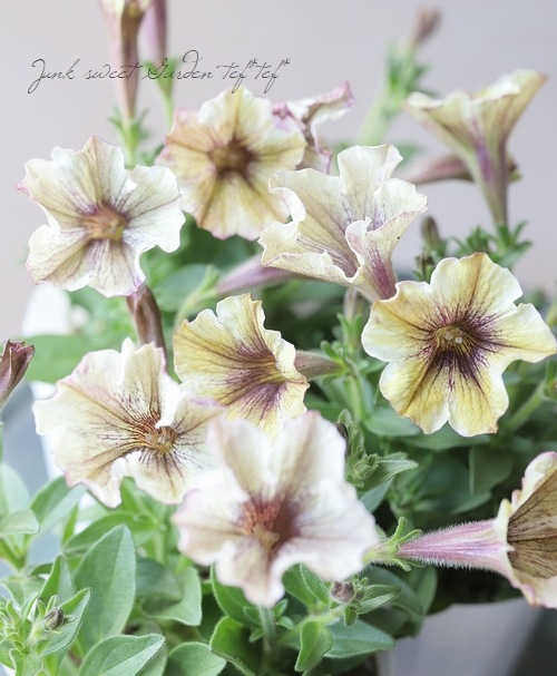 6_000000017482.jpg?1649299293