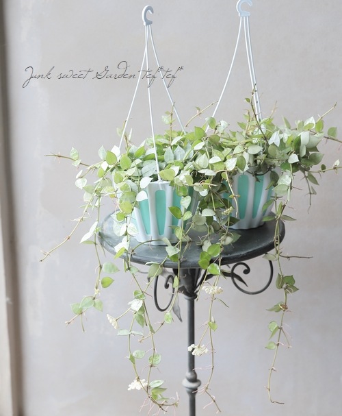 �ڴ��տ�ʪ�� ������ۥ䡦�������˥��ʡ��إ���С��١�