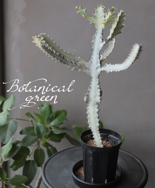 ユーフォルビア 『ホワイトゴースト』 B 室内で育てられる！ | すべて