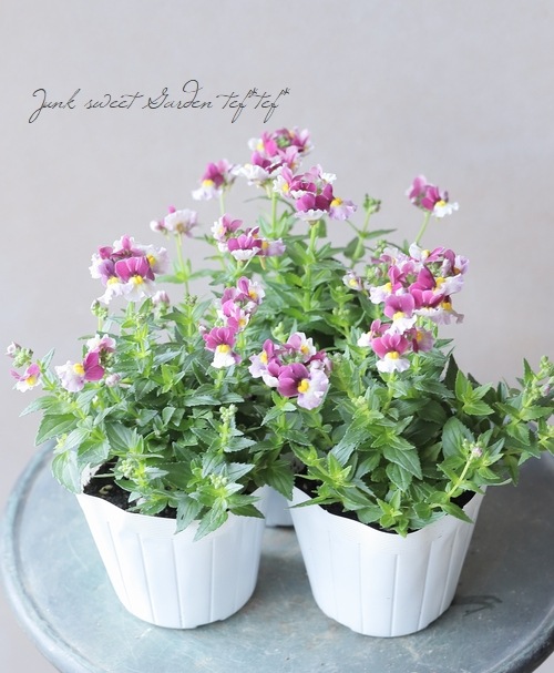 �ɺ��ͥ᥷�������å��󥷥�롡�إ��ȥ��٥꡼��