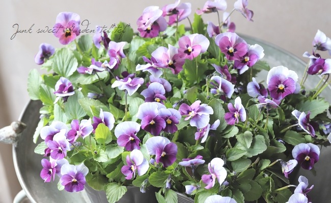 ☆みもとビオラ 『チェリーズ』 2022年新品種！ | すべての商品