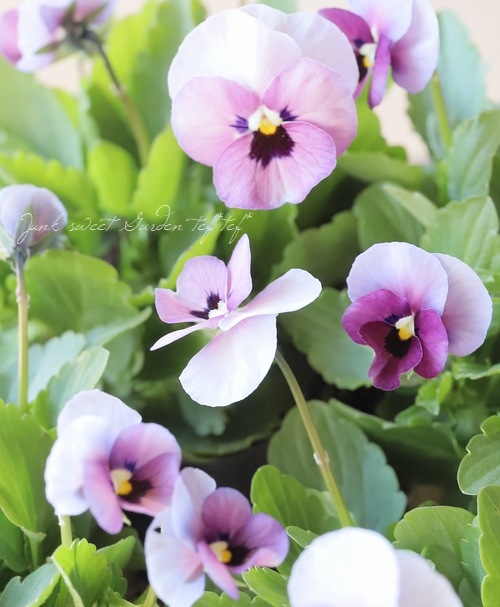 ���ߤ�ȥӥ��顡�إ����꡼���� 2022ǯ���ʼ