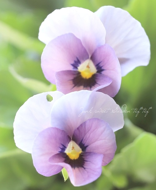 ���ߤ�ȥӥ��顡�إ����꡼���� 2022ǯ���ʼ