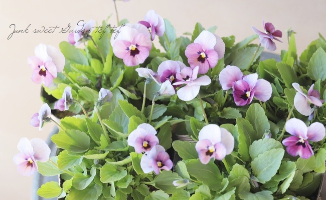 ���ߤ�ȥӥ��顡�إ����꡼���� 2022ǯ���ʼ