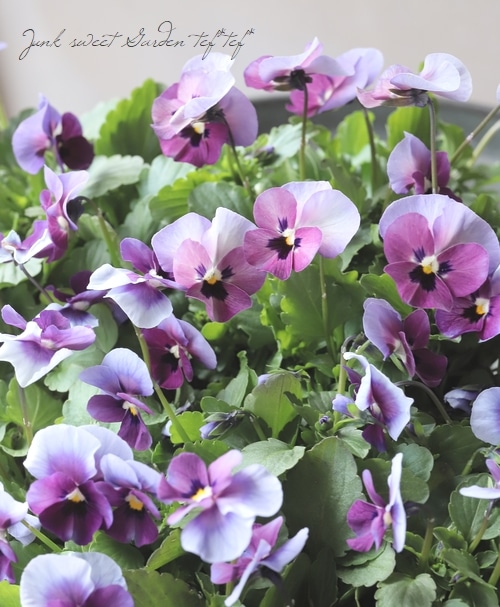 ☆みもとビオラ 『チェリーズ』 2022年新品種！ | すべての商品