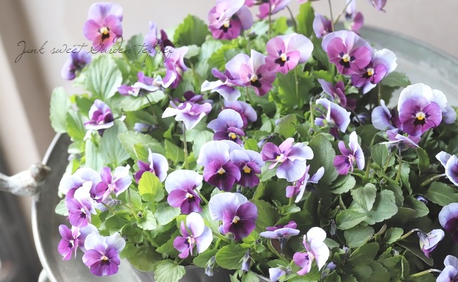 ���ߤ�ȥӥ��顡�إ����꡼���� 2022ǯ���ʼ