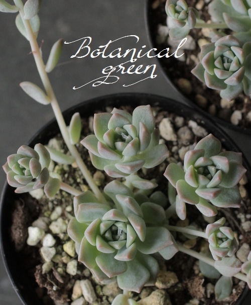 多肉植物】 『プロリフェラ』 セダム属 | すべての商品 | | Junk sweet