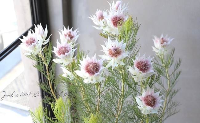 現品、セルリア　ブラッシングブライド※ホワイト 2025年セルリアブラッシングブライド ホワイト苗⁄セルリア