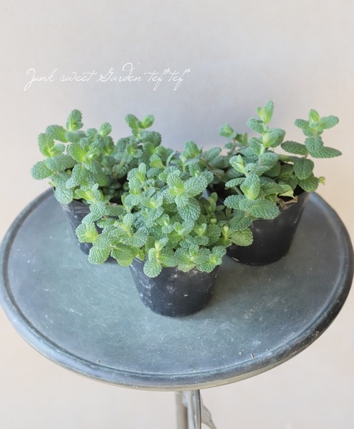 家庭菜園】 ハーブ 『アップルミント』 | すべての商品 | | Junk sweet