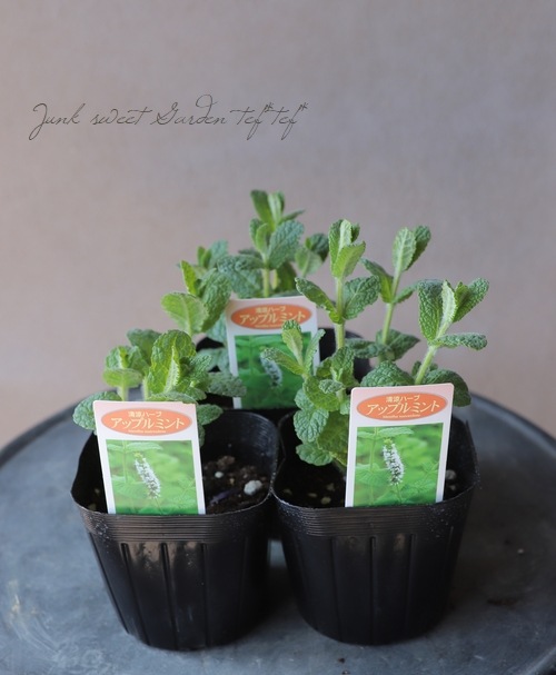 家庭菜園】 ハーブ 『アップルミント』 | すべての商品 | | Junk sweet