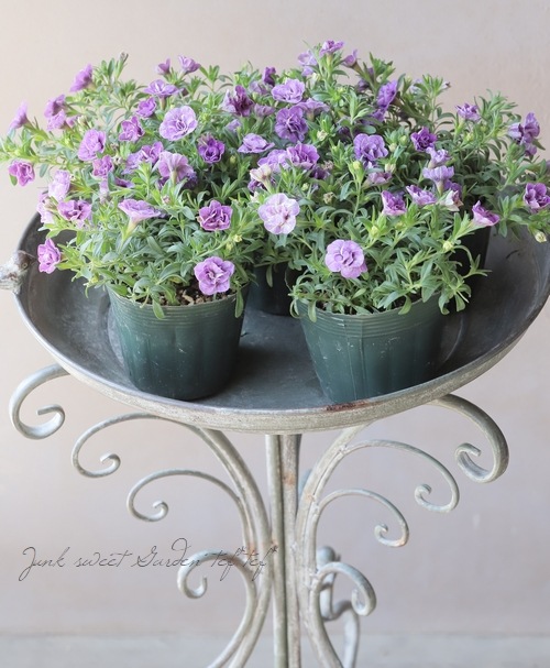 ���֥餵��Υ���֥饳�����إ��Υ��