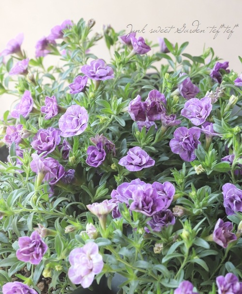 ���֥餵��Υ���֥饳�����إ��Υ��