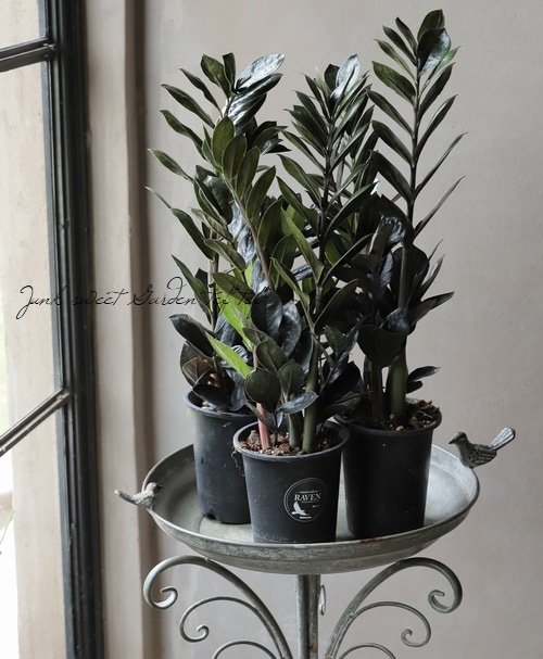 観葉植物】ザミオクルカス・ザミーフォリア 『レイヴン』 | すべての