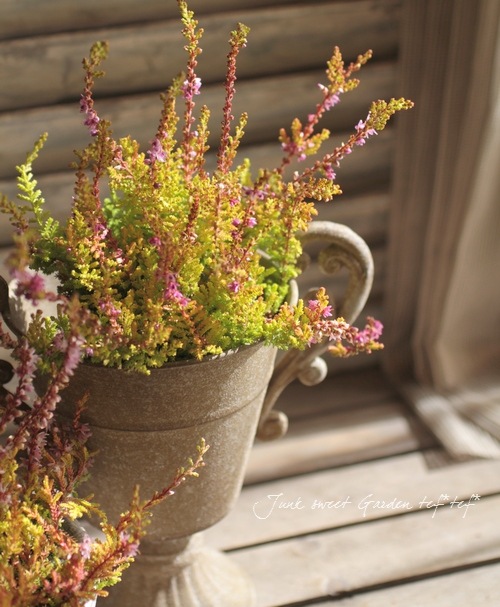 ���롼�ʡ��֥륬�ꥹ���إ饤�॰�꡼���Ȭ�ťԥ󥯾��֡١���No.F��