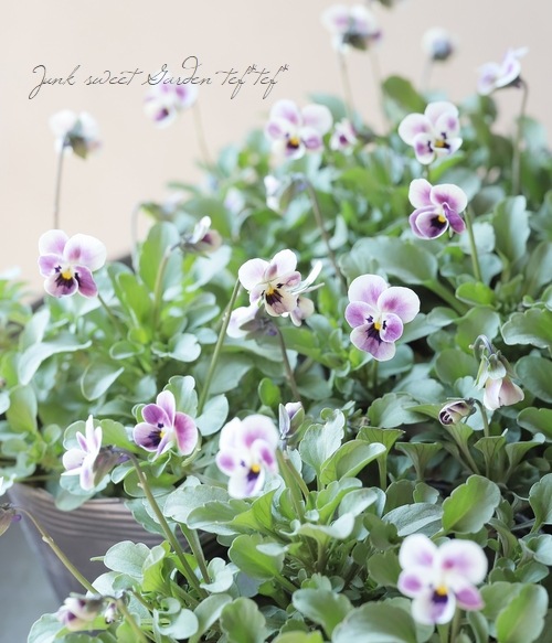 ����LUXURY SELECTION��tef*tef*���ꥸ�ʥ�˾��� �ӥ��� �إץ��⡼�֡� �ڴݴ������