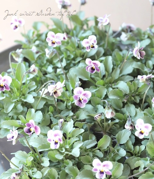 ����LUXURY SELECTION��tef*tef*���ꥸ�ʥ�˾��� �ӥ��� �إץ��⡼�֡� �ڴݴ������