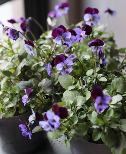 �ߤ�ȥӥ���ؾ�����ץ��١ڥХ����顼�� �������Ƥ��뤿��20%off