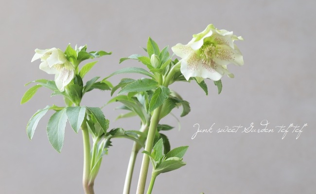 花郷園】 クリスマスローズ 『パピエブランシェ』 【No.67】 | すべて